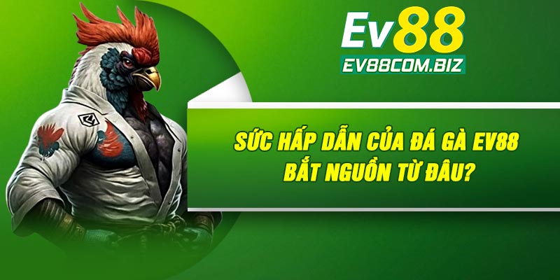 Sức hấp dẫn của đá gà Ev88 bắt nguồn từ đâu?