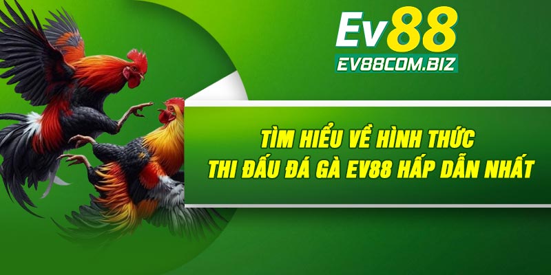 Tìm hiểu về hình thức thi đấu đá gà Ev88 hấp dẫn nhất